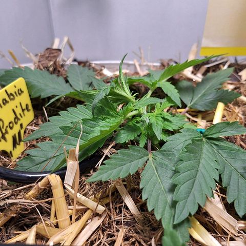 Madame Marmelade 58-62 growlog timeline photo