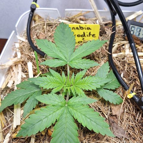 Lolitta 58-62 growlog timeline photo