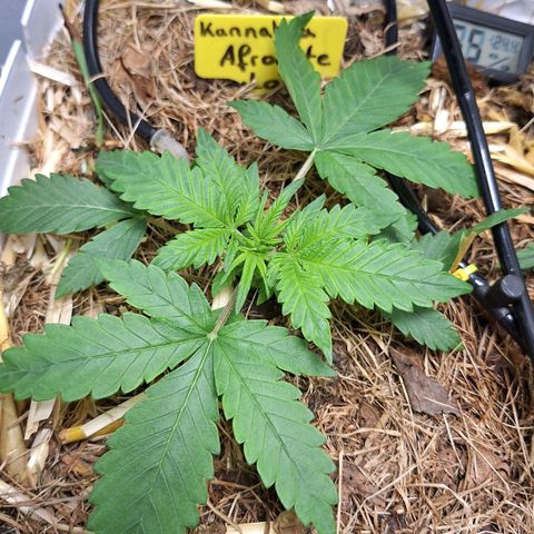 Lolitta 58-62 growlog timeline photo