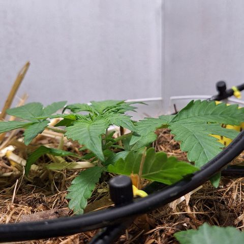 Lolitta 58-62 growlog timeline photo
