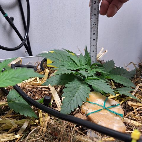 Madame Marmelade 58-62 growlog timeline photo