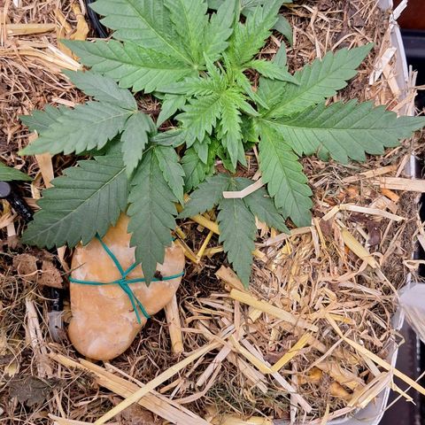 Madame Marmelade 58-62 growlog timeline photo