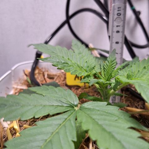 Lolitta 58-62 growlog timeline photo