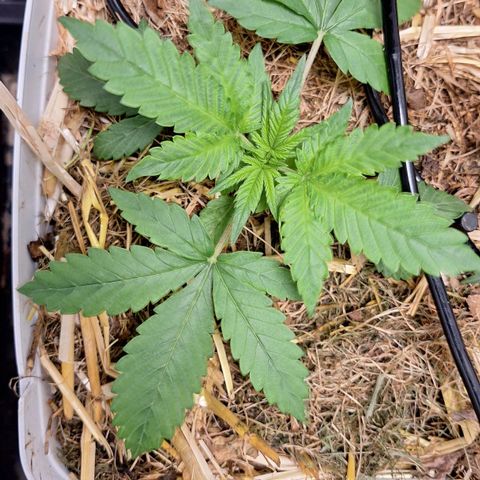 Lolitta 58-62 growlog timeline photo