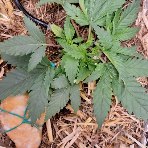 Madame Marmelade 58-62 growlog timeline photo