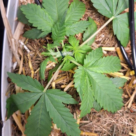Lolitta 58-62 growlog timeline photo