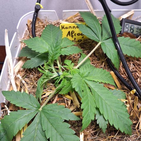 Lolitta 58-62 growlog timeline photo