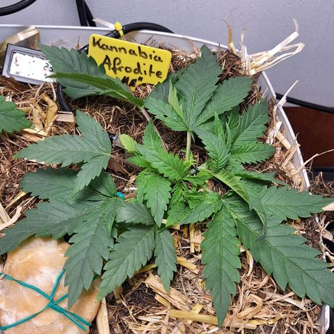 Madame Marmelade 58-62 growlog timeline photo