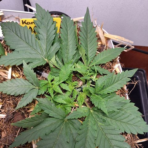 Madame Marmelade 58-62 growlog photo: Keine Probleme.