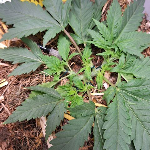 Madame Marmelade 58-62 growlog photo: Keine Probleme.