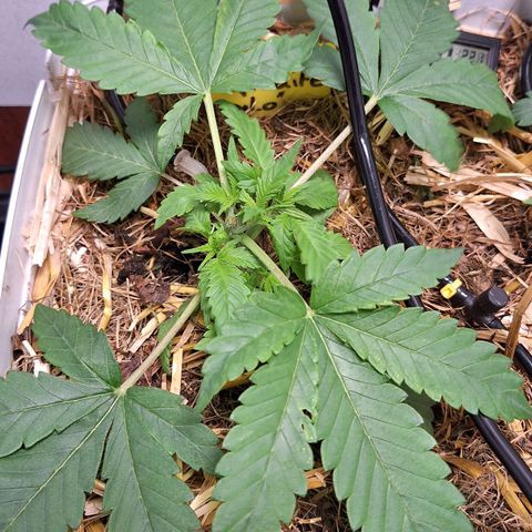 Lolitta 58-62 growlog timeline photo