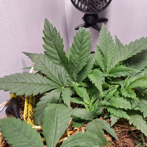 Madame Marmelade 58-62 growlog timeline photo