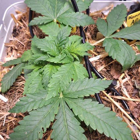 Lolitta 58-62 growlog timeline photo