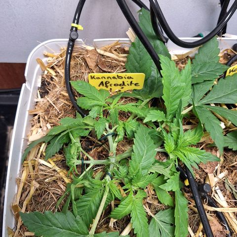 Lolitta 58-62 growlog timeline photo