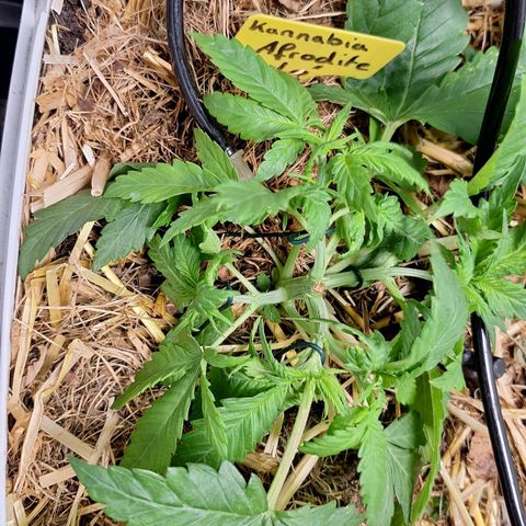Lolitta 58-62 growlog timeline photo