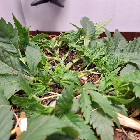 Madame Marmelade 58-62 growlog photo: Bisher läuft's gut.