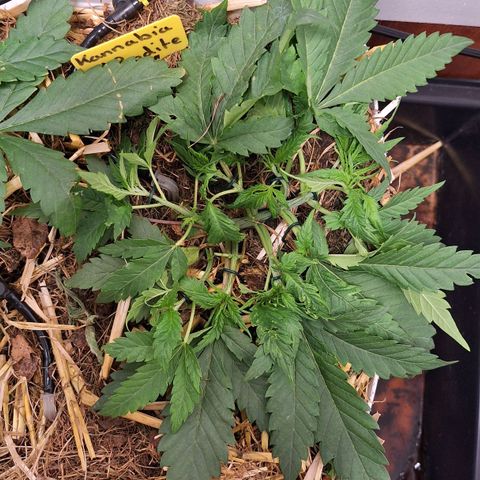 Madame Marmelade 58-62 growlog photo: Bisher läuft's gut.