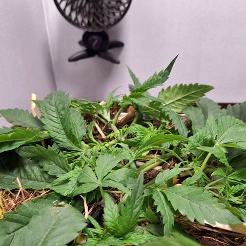 Madame Marmelade 58-62 growlog timeline photo
