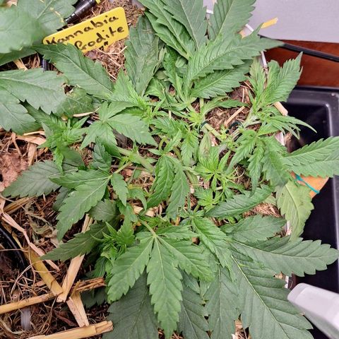 Madame Marmelade 58-62 growlog timeline photo