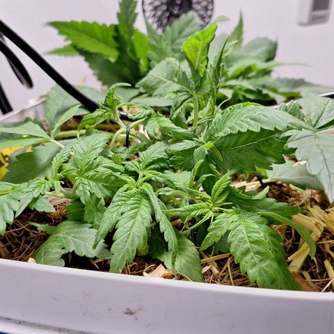Lolitta 58-62 growlog timeline photo