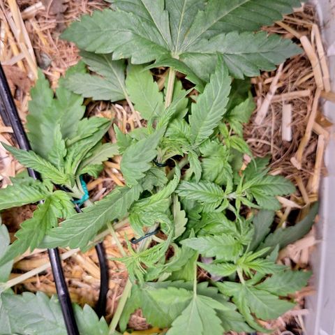 Lolitta 58-62 growlog timeline photo
