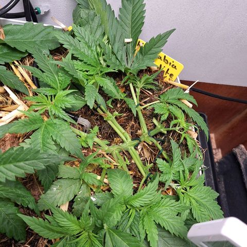 Madame Marmelade 58-62 growlog timeline photo