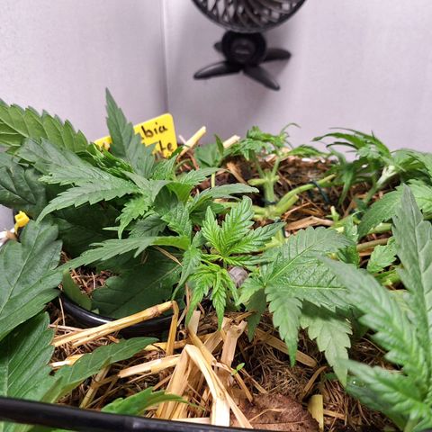 Madame Marmelade 58-62 growlog timeline photo