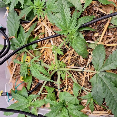Lolitta 58-62 growlog timeline photo