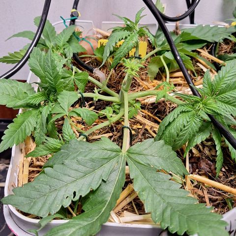 Lolitta 58-62 growlog timeline photo