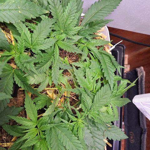 Madame Marmelade 58-62 growlog timeline photo