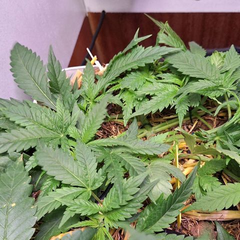 Madame Marmelade 58-62 growlog timeline photo