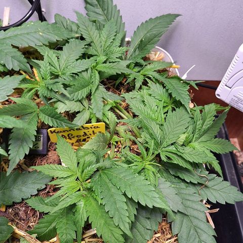 Madame Marmelade 58-62 growlog timeline photo
