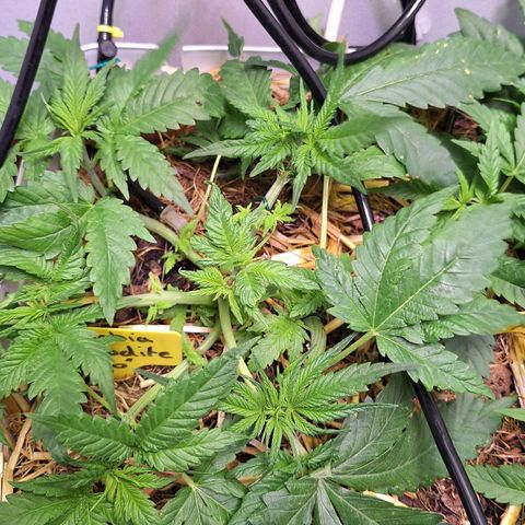 Lolitta 58-62 growlog timeline photo
