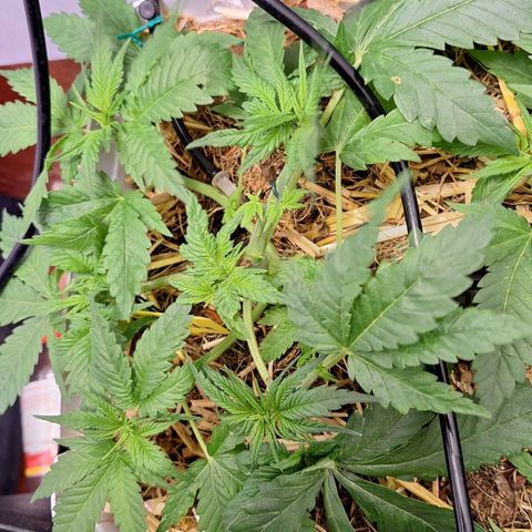 Lolitta 58-62 growlog timeline photo