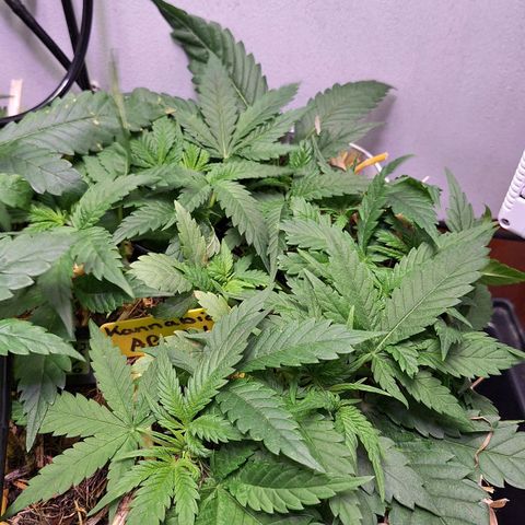 Madame Marmelade 58-62 growlog timeline photo