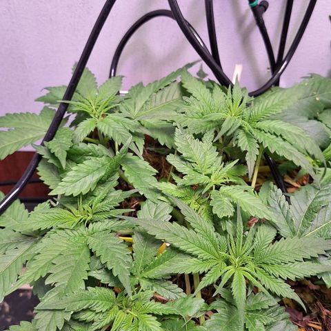 Lolitta 58-62 growlog timeline photo