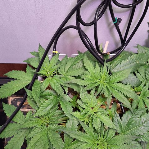 Lolitta 58-62 growlog timeline photo