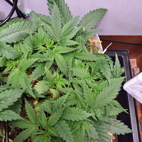Madame Marmelade 58-62 growlog timeline photo