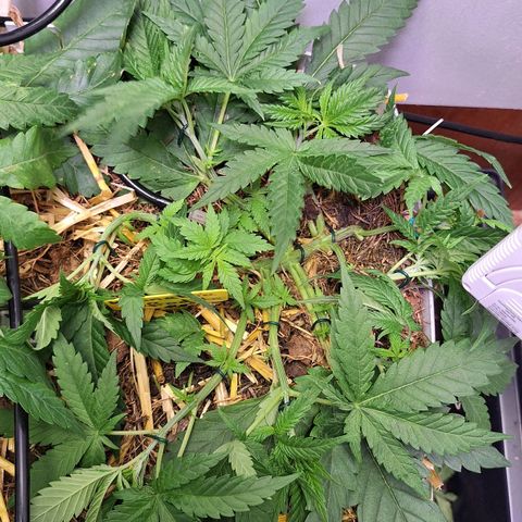 Madame Marmelade 58-62 growlog timeline photo