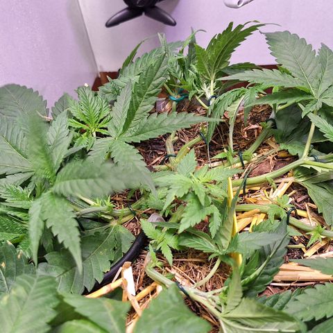 Madame Marmelade 58-62 growlog timeline photo