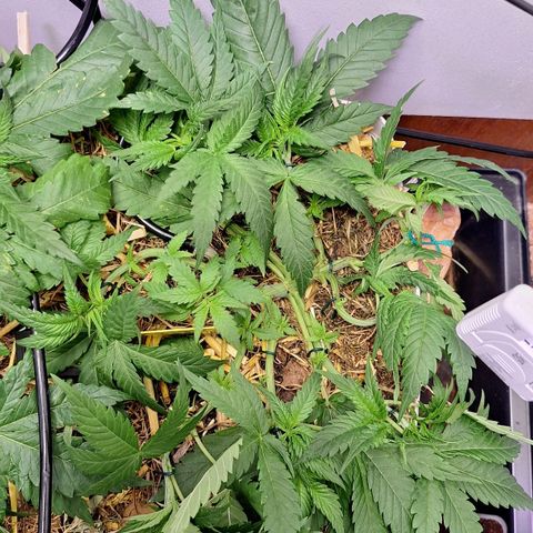 Madame Marmelade 58-62 growlog timeline photo