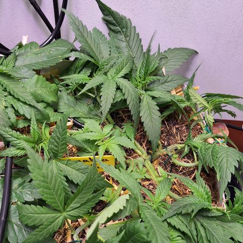 Madame Marmelade 58-62 growlog timeline photo