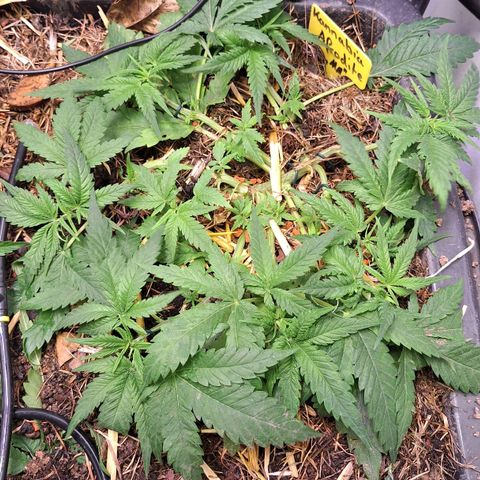 Madame Marmelade 58-62 growlog timeline photo