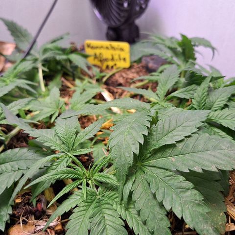 Madame Marmelade 58-62 growlog timeline photo