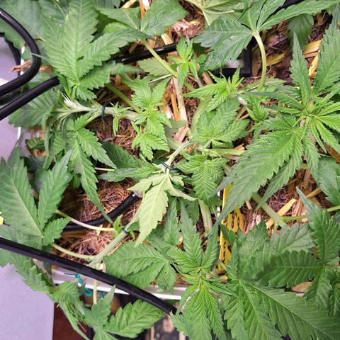 Lolitta 58-62 growlog timeline photo