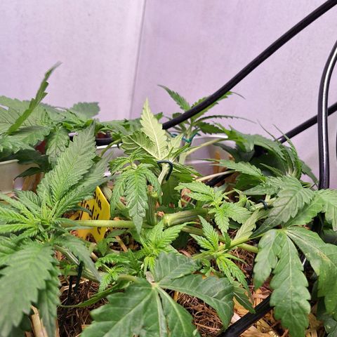 Lolitta 58-62 growlog timeline photo