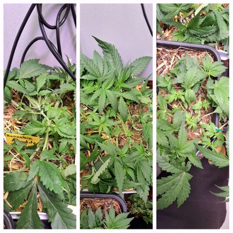 Lolitta 58-62 growlog timeline photo