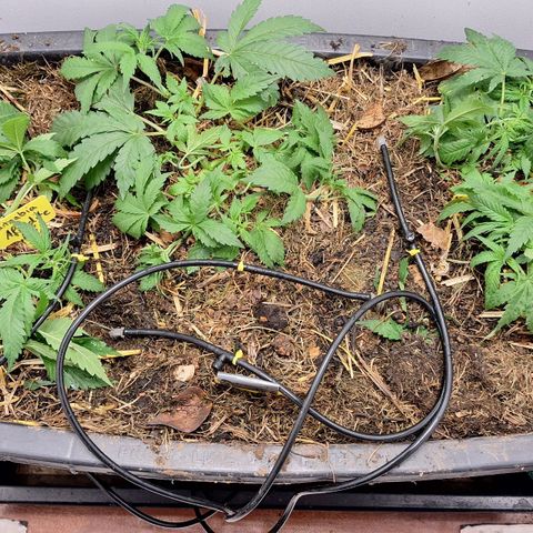 Lolitta 58-62 growlog timeline photo