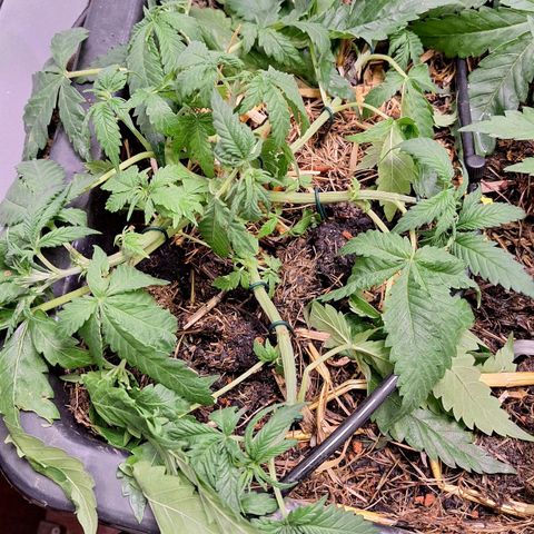 Lolitta 58-62 growlog timeline photo