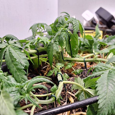 Lolitta 58-62 growlog timeline photo